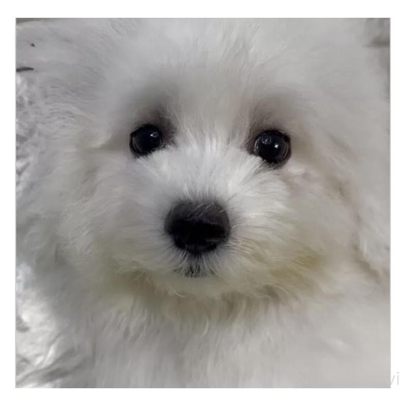 販売中の埼玉県のビションフリーゼ-447385の3枚目