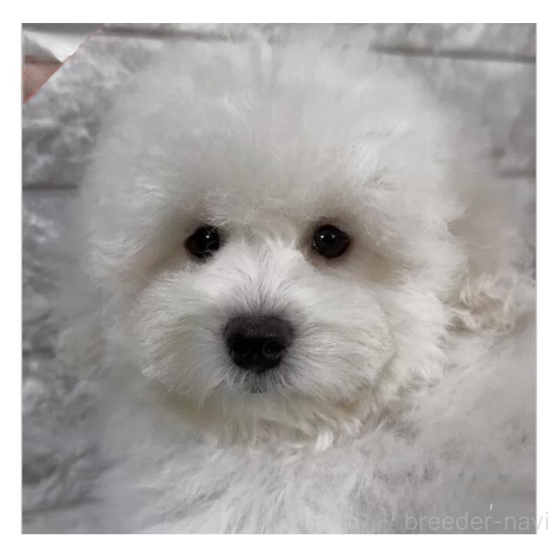 販売中の埼玉県のビションプー:ビションフリーゼ×トイプードル-447380