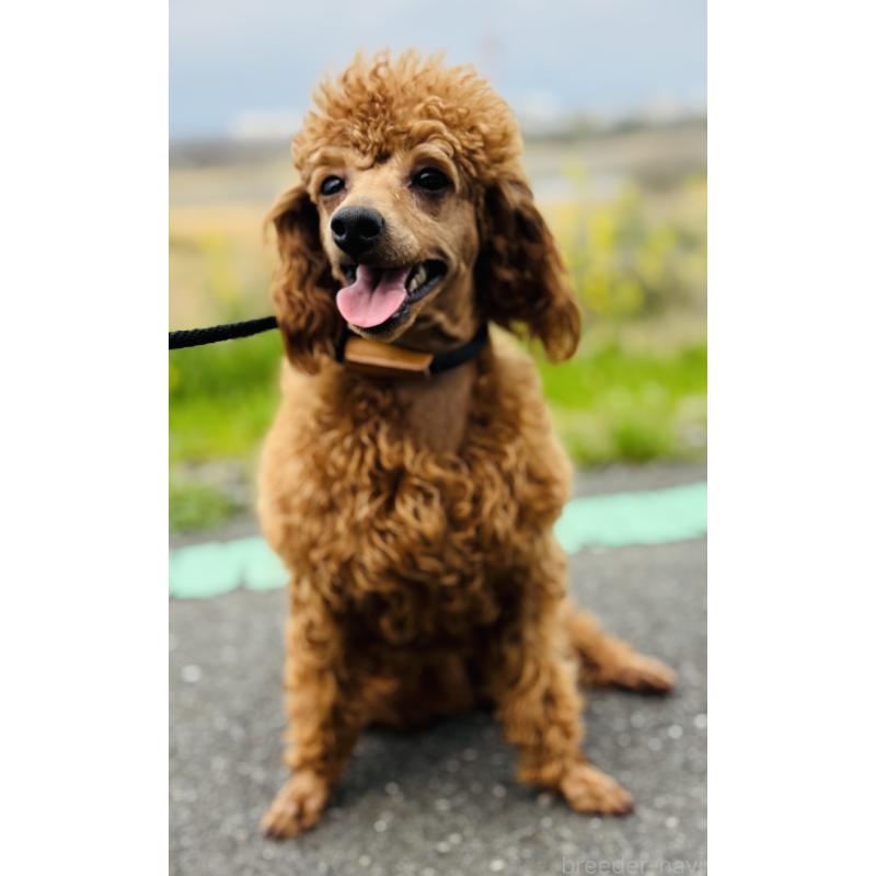 販売中の神奈川県のミニチュアプードル-390477