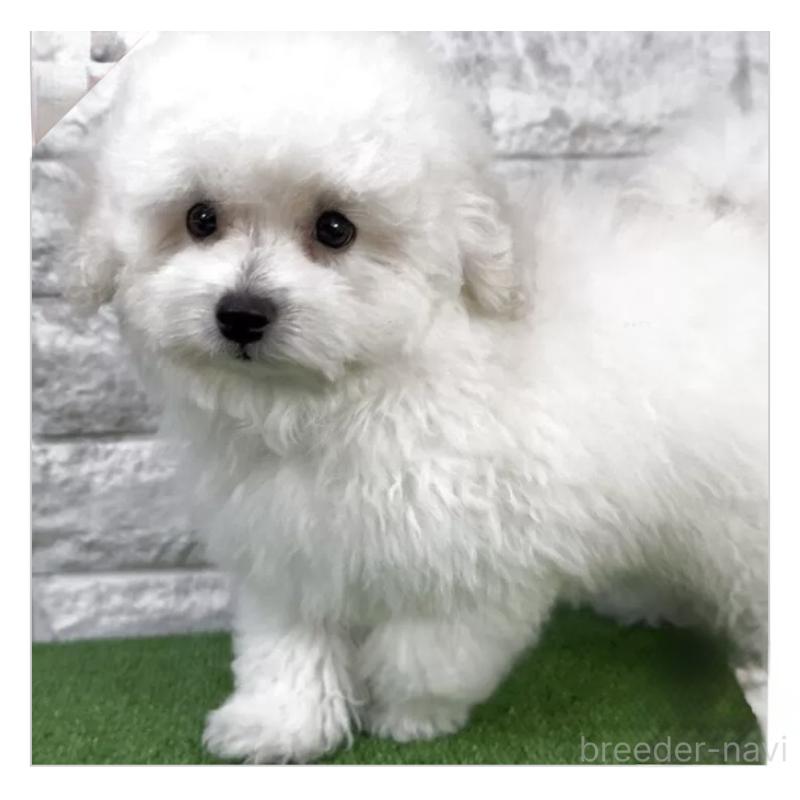 販売中の埼玉県のビションプー:ビションフリーゼ×トイプードル-447572