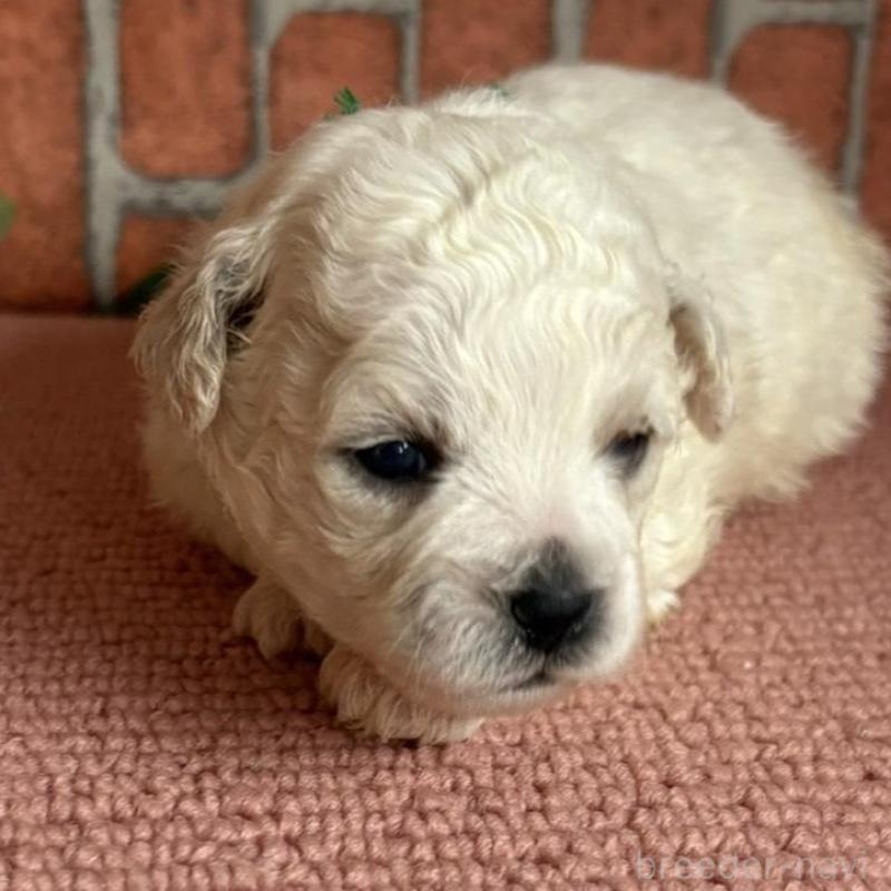 販売中の埼玉県のビションフリーゼ-455310の2枚目