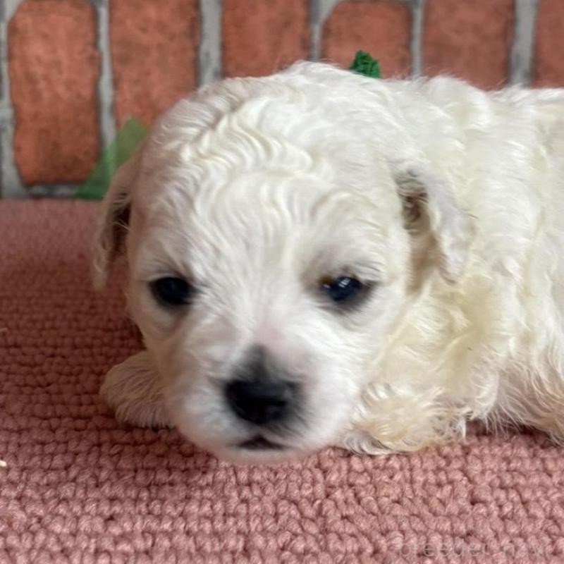 販売中の埼玉県のビションフリーゼ-455312の3枚目