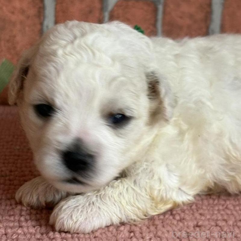 販売中の埼玉県のビションフリーゼ-455312の2枚目