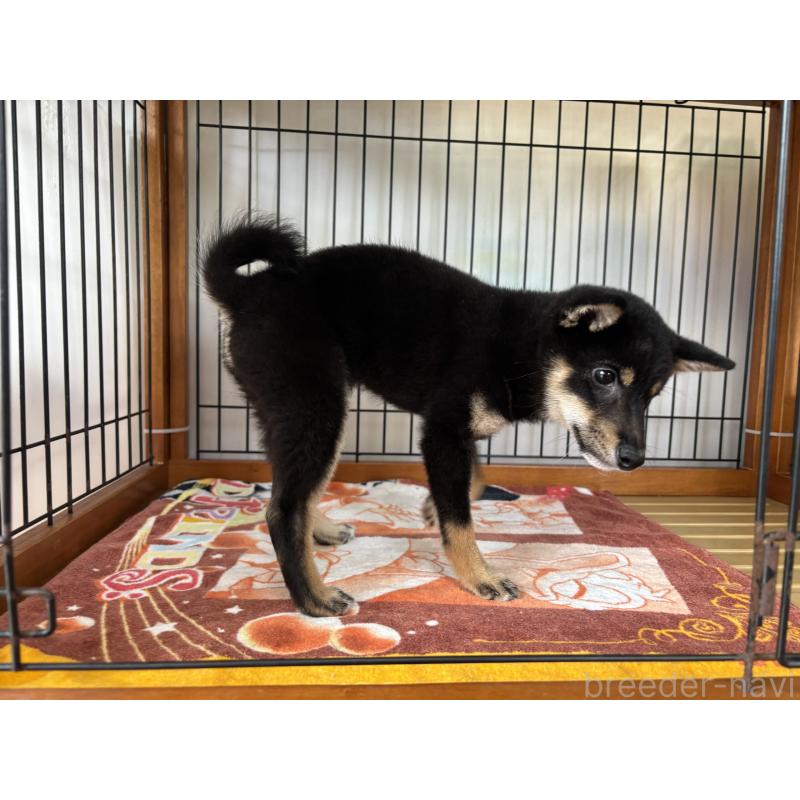 販売中の岡山県の豆柴-455313の5枚目