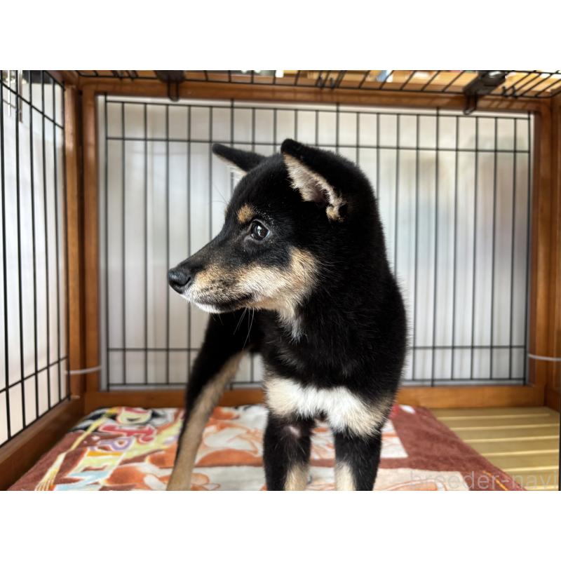 販売中の岡山県の豆柴-455313の4枚目