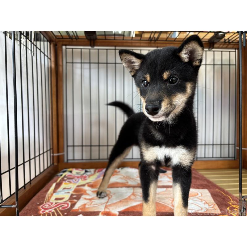 販売中の岡山県の豆柴-455313の3枚目