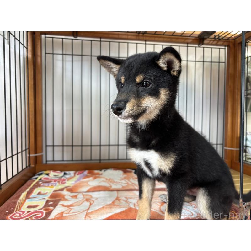 販売中の岡山県の豆柴-455313の2枚目