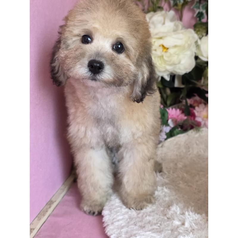 販売中の大阪府のトイプードル-446852の4枚目