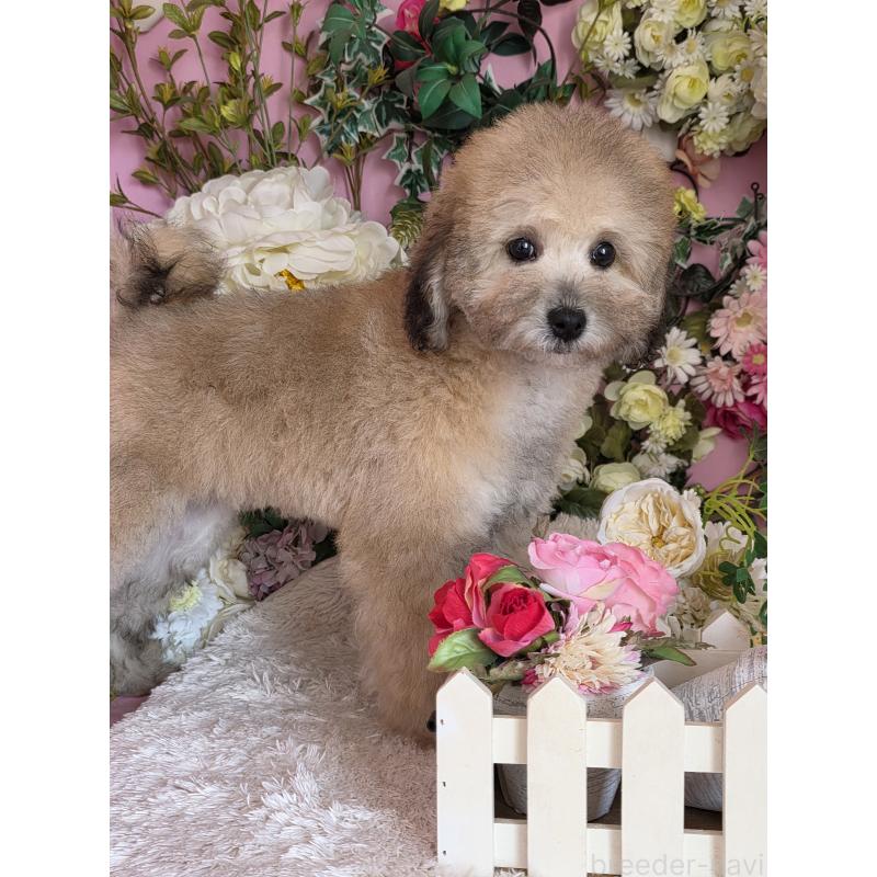 販売中の大阪府のトイプードル-446852の3枚目