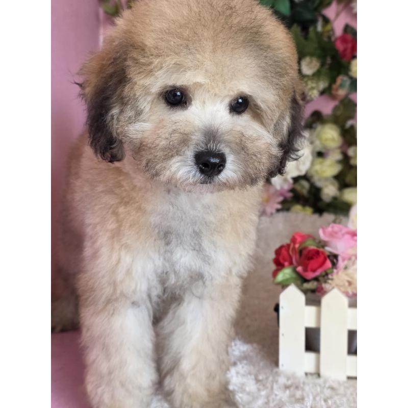 販売中の大阪府のトイプードル-446852の2枚目