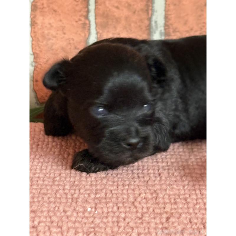 販売中の埼玉県のチワプー:チワワ×トイプードル-455314の3枚目