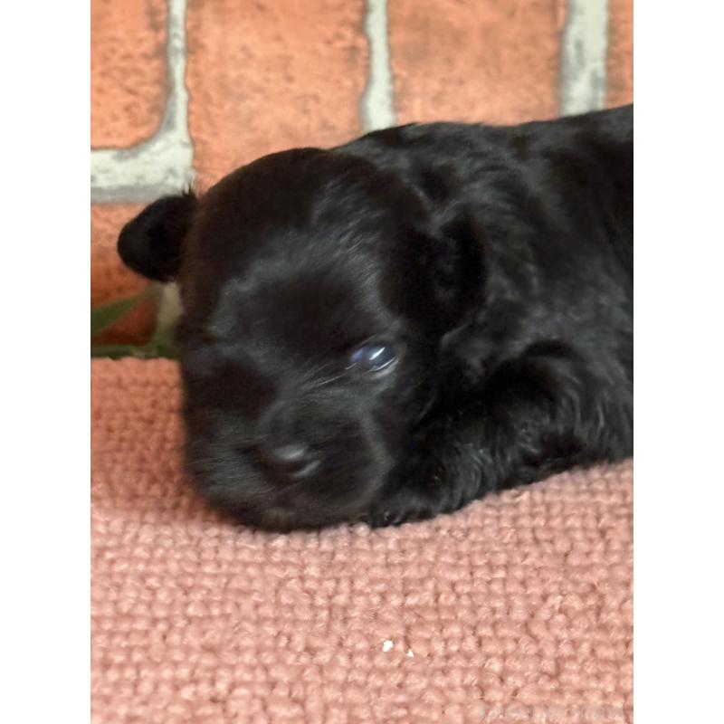 販売中の埼玉県のチワプー:チワワ×トイプードル-455314の2枚目