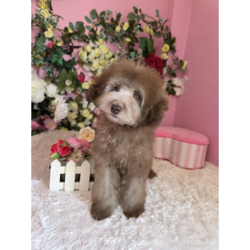 販売中の大阪府のトイプードル-446850の2枚目