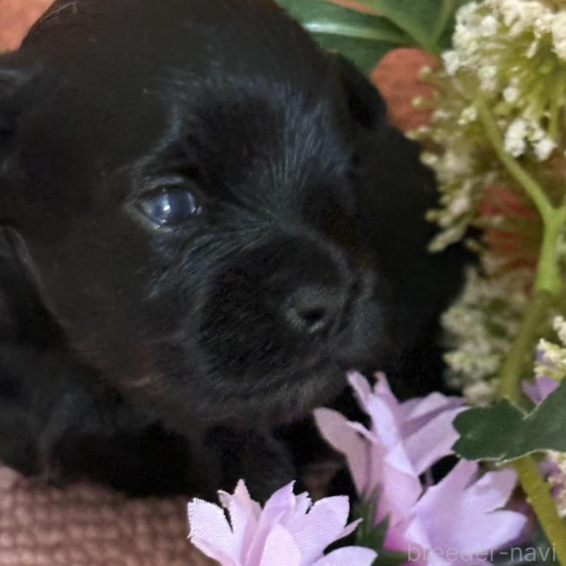 販売中の埼玉県のチワプー:チワワ×トイプードル-455314