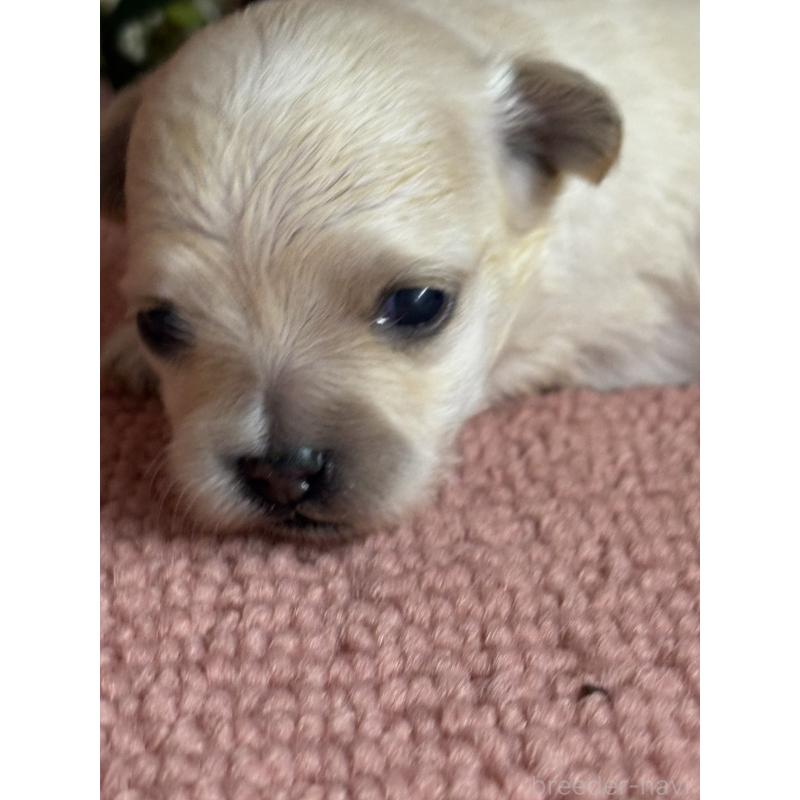 販売中の埼玉県のチワプー:チワワ×トイプードル-455315の3枚目