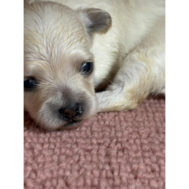 販売中の埼玉県のチワプー:チワワ×トイプードル-455315の2枚目