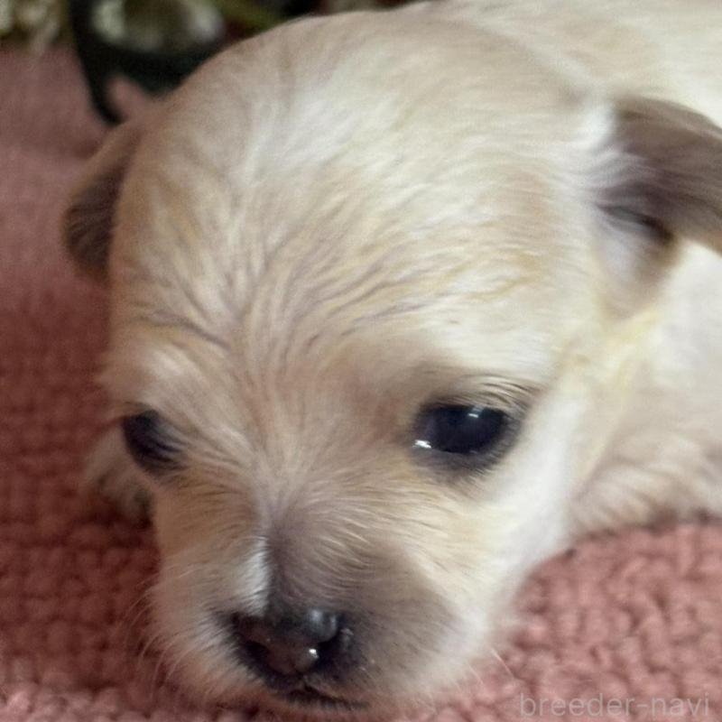 販売中の埼玉県のチワプー:チワワ×トイプードル-455315