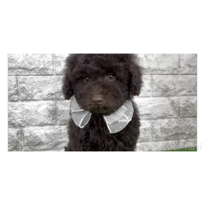 販売中の埼玉県のタイニープードル-455316の3枚目