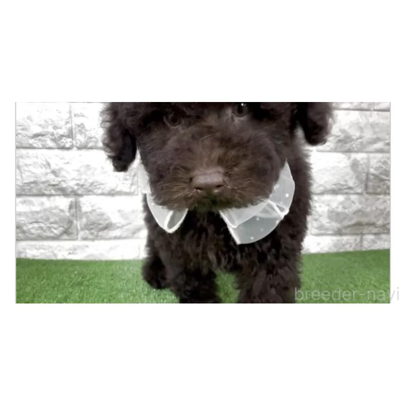 販売中の埼玉県のタイニープードル-455316の2枚目