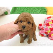 ♀︎トイプードル