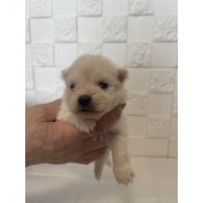 ♀︎ポメラニアン