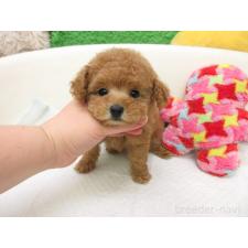 ♀︎トイプードル