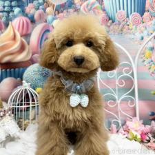 ♀︎タイニープードル