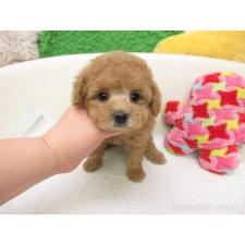 ♀︎トイプードル