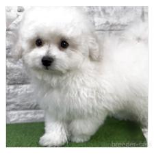 ♀︎ビションプー:ビションフリーゼ×トイプードル