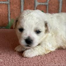 ♀︎ビションフリーゼ