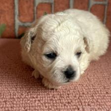 ♀︎ビションフリーゼ