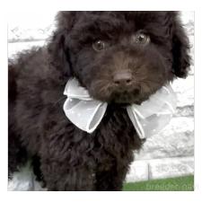 オンライン見学