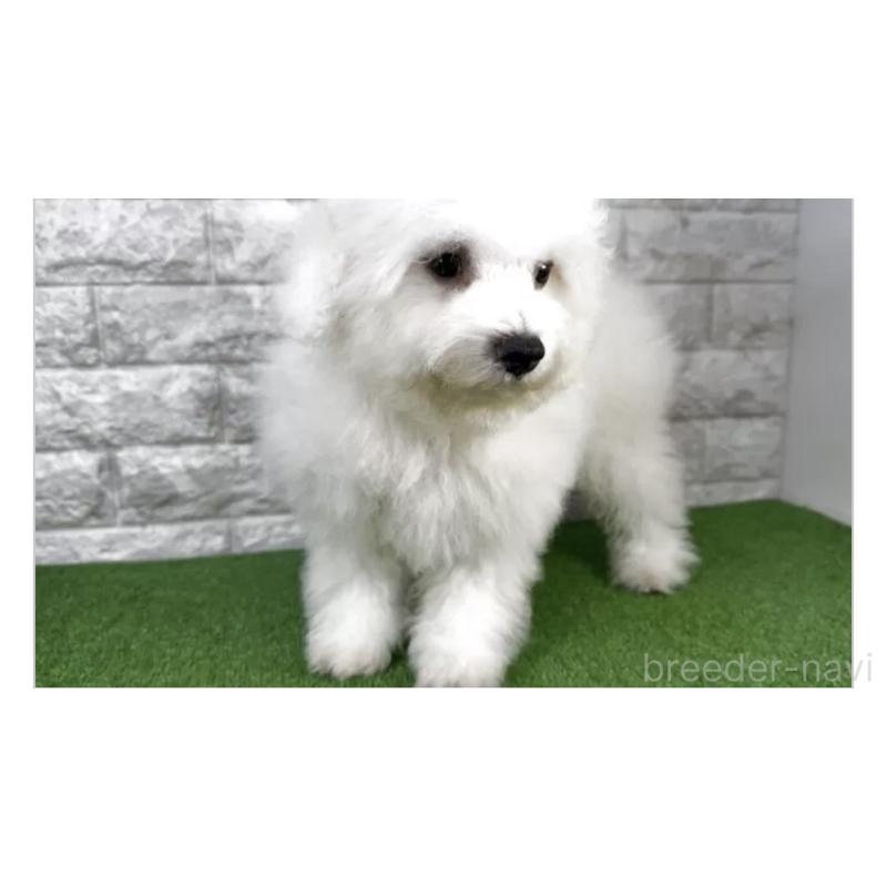 販売中の埼玉県のビションフリーゼ-455317の3枚目