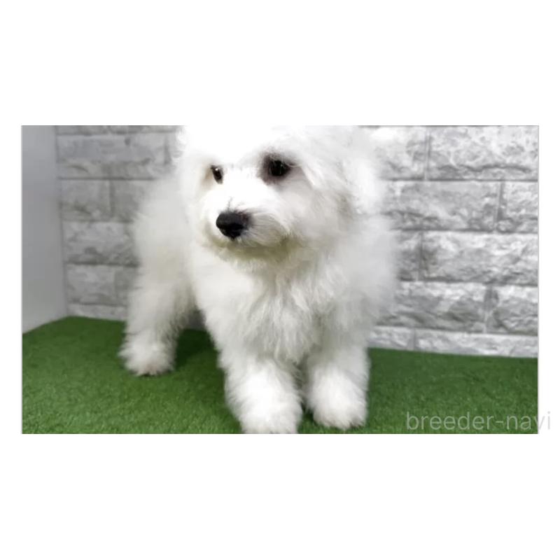 販売中の埼玉県のビションフリーゼ-455317の2枚目