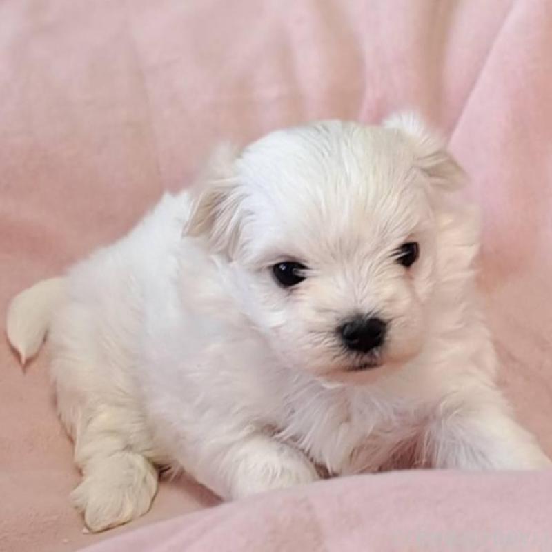 販売中の茨城県のマルチーズ-455318の5枚目