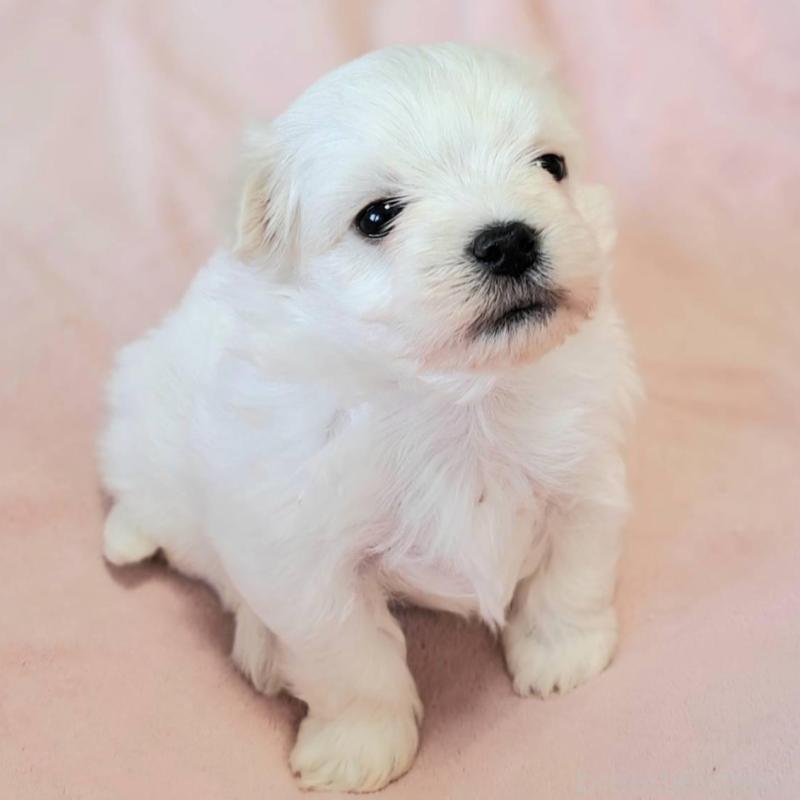 販売中の茨城県のマルチーズ-455318の4枚目