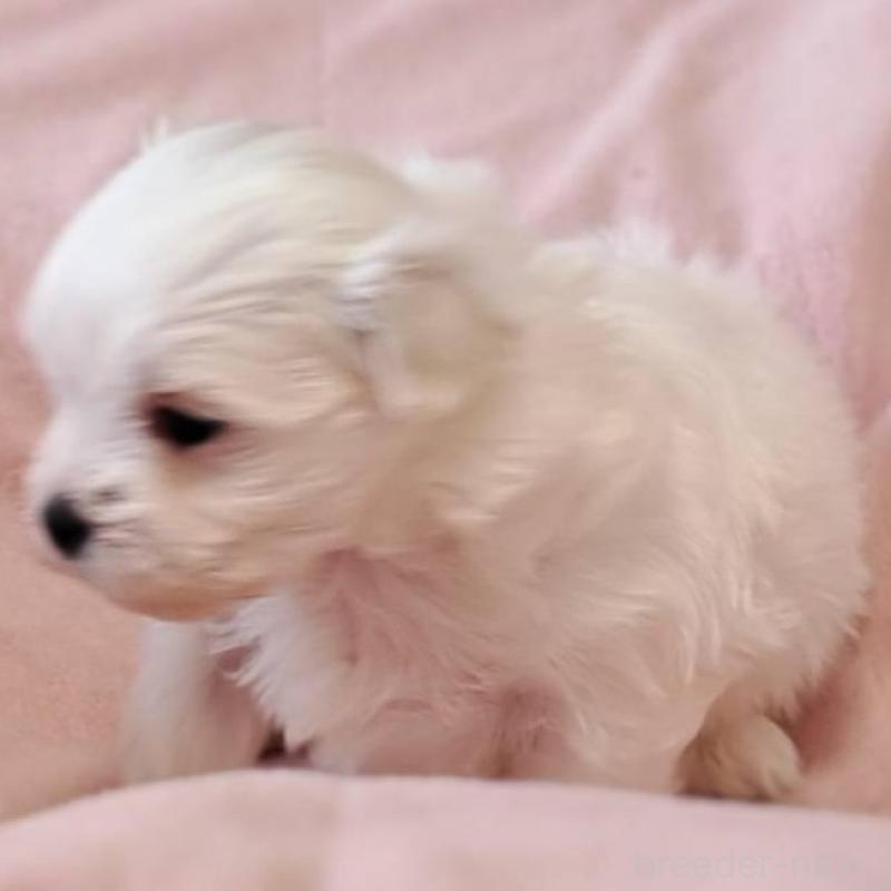 販売中の茨城県のマルチーズ-455318の3枚目