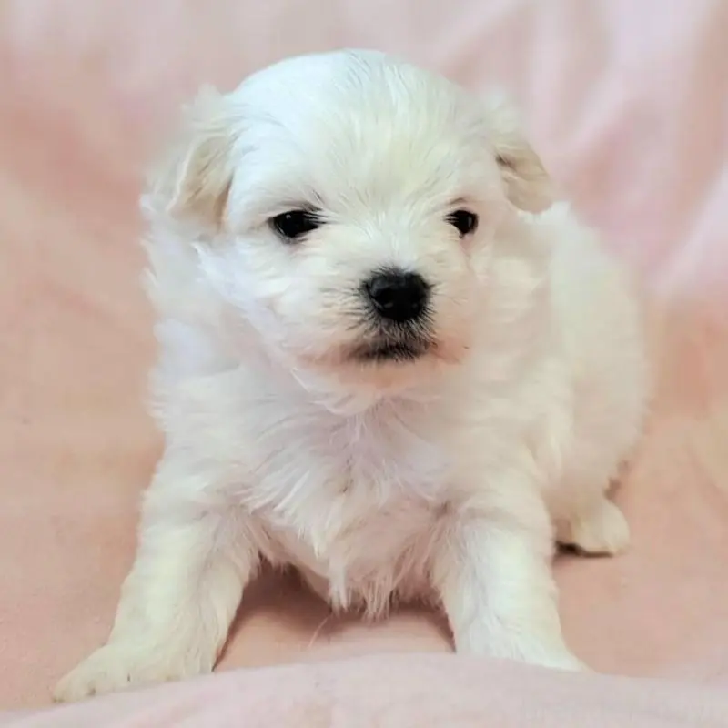 販売中の茨城県のマルチーズ-455318の2枚目