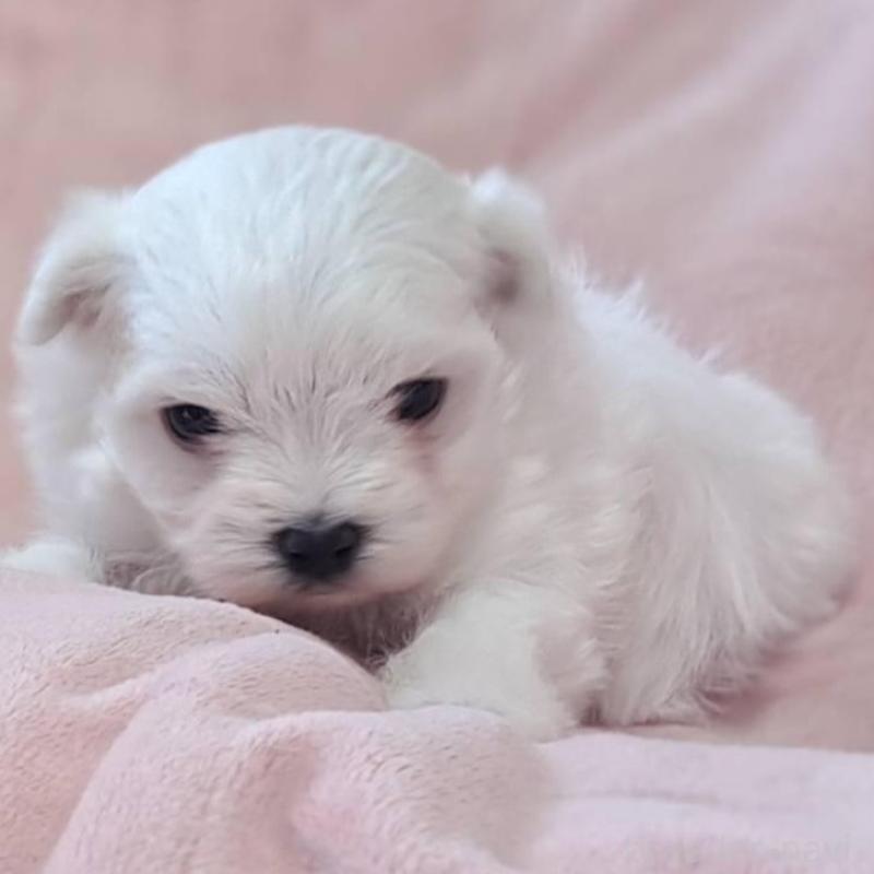 販売中の茨城県のマルチーズ-455319の3枚目