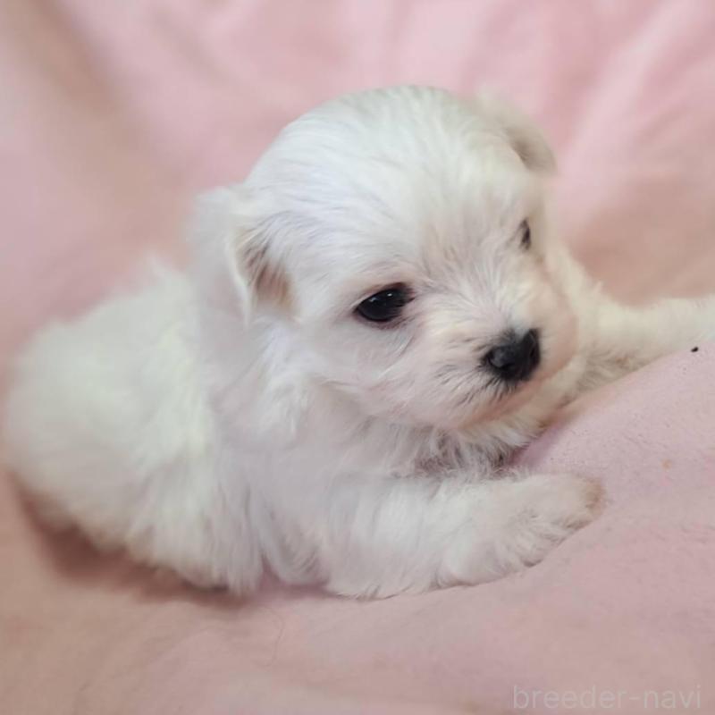 販売中の茨城県のマルチーズ-455319の2枚目