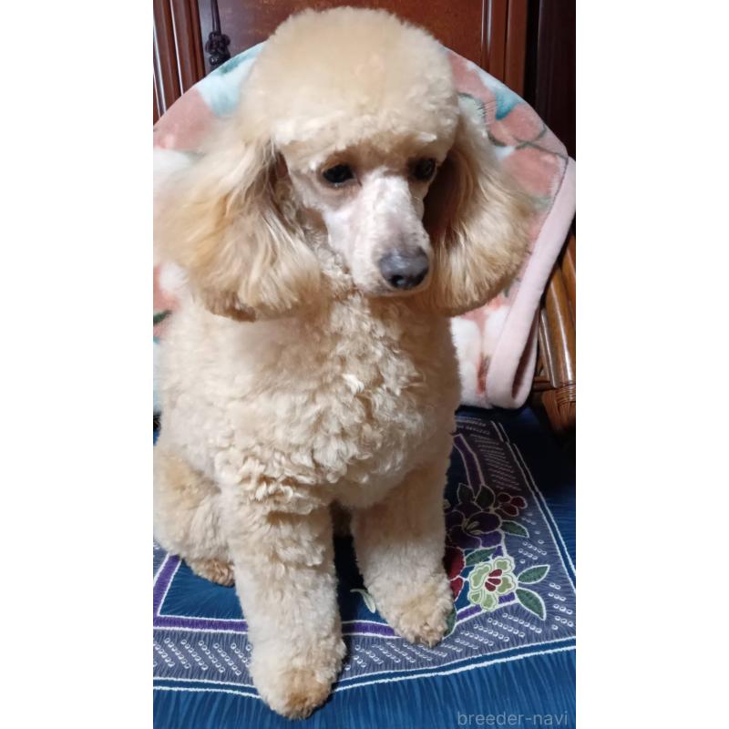 販売中の山形県のトイプードル-455320の3枚目