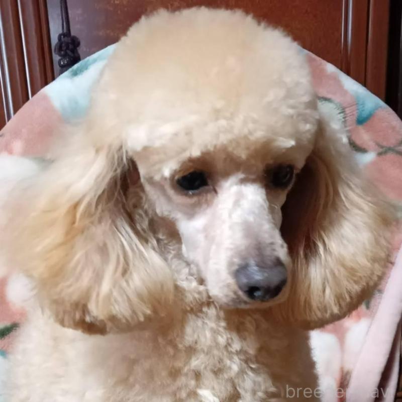 販売中の山形県のトイプードル-455320の2枚目