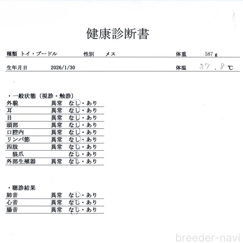 販売中の群馬県のトイプードル-454720の2枚目