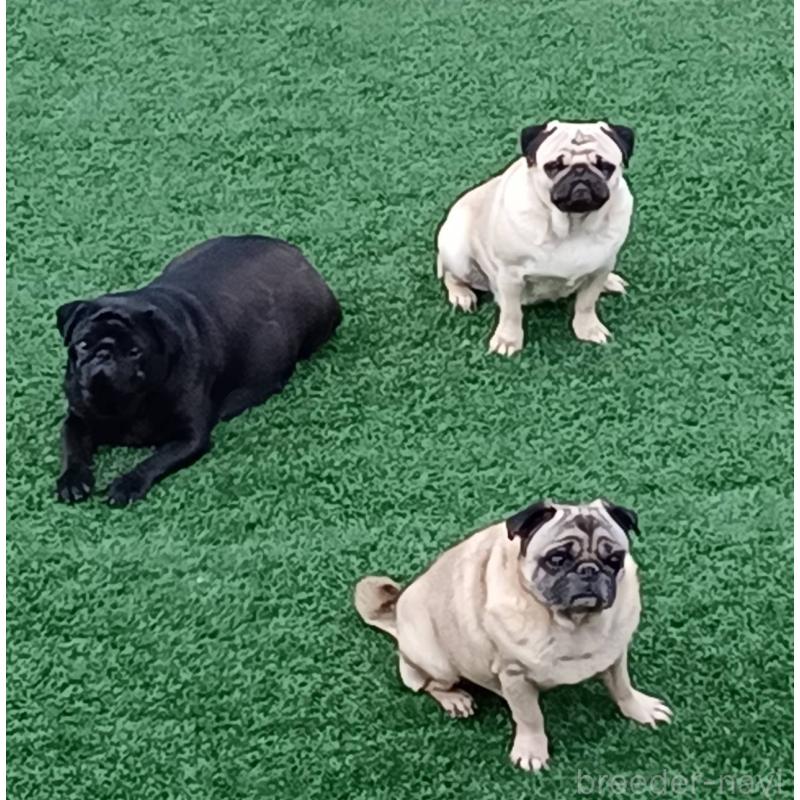 販売中の山形県のパグ-455321の3枚目