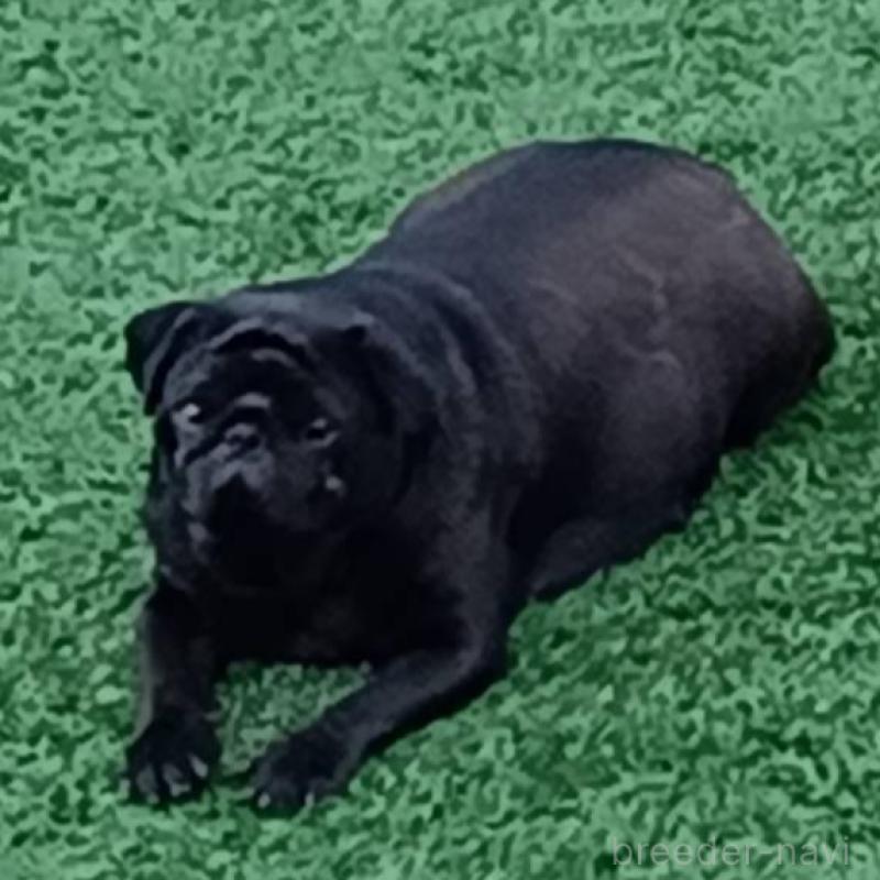 販売中の山形県のパグ-455321の2枚目