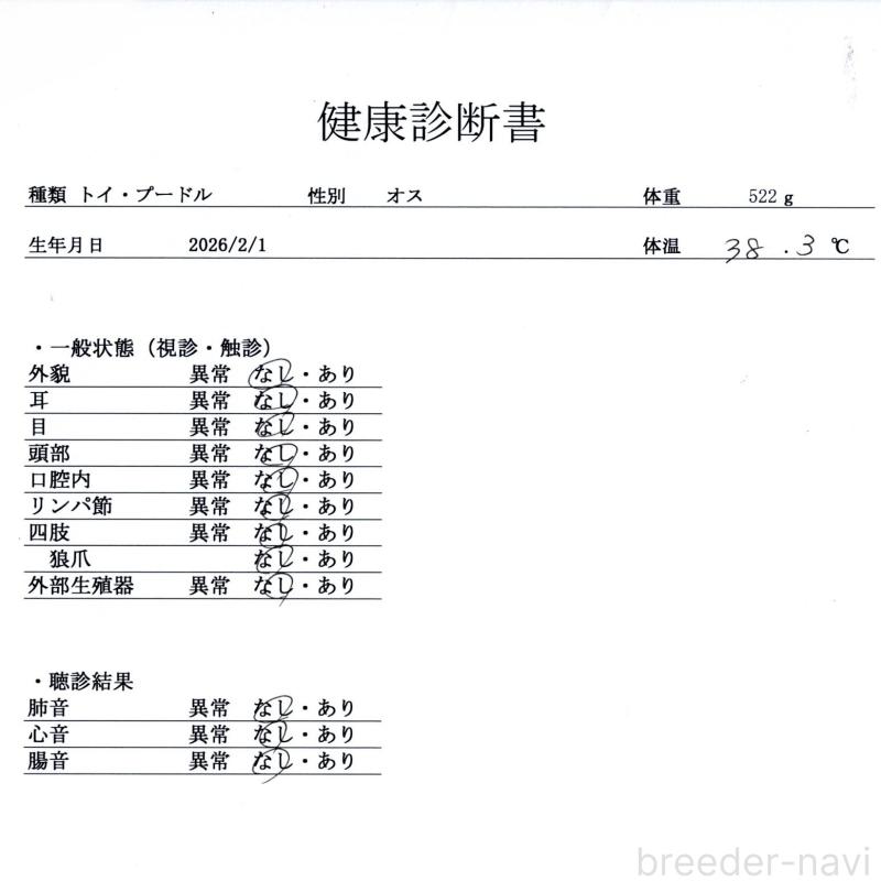 販売中の群馬県のトイプードル-454593の2枚目