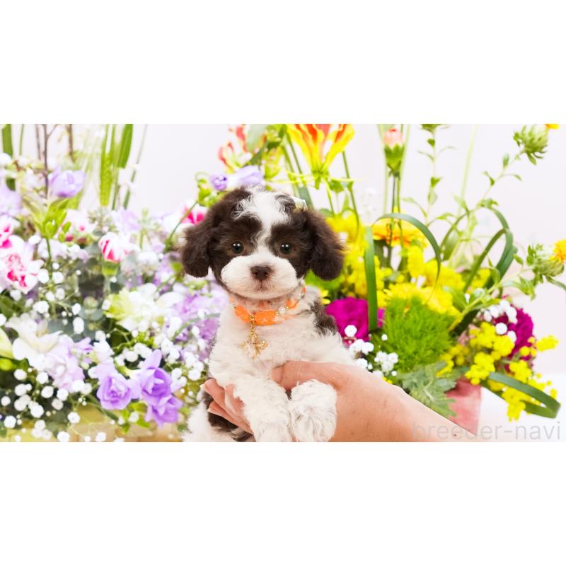 販売中の群馬県のティーカッププードル-448355の2枚目