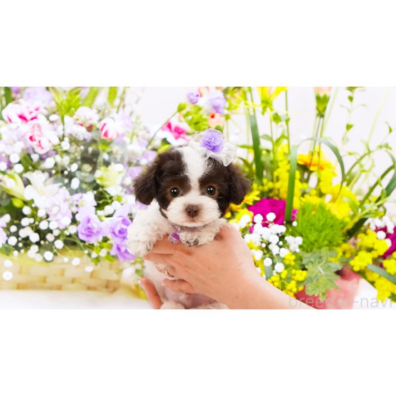 販売中の群馬県のティーカッププードル-452437の4枚目