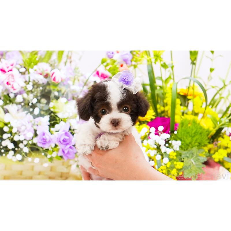 販売中の群馬県のティーカッププードル-452437の3枚目