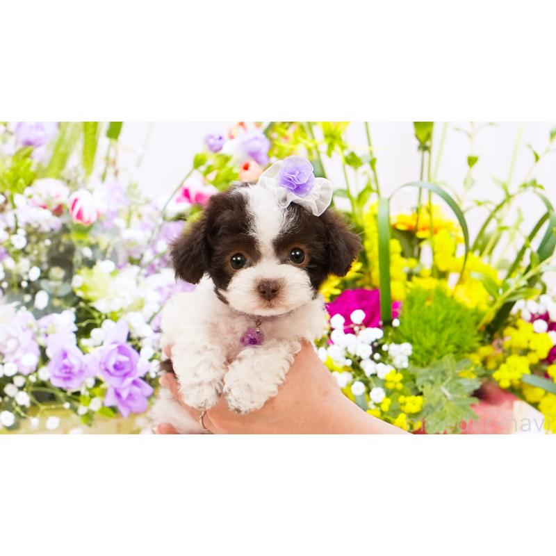 販売中の群馬県のティーカッププードル-452437の2枚目